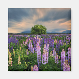 Aimant Champ de lupin en Nouvelle Zélande