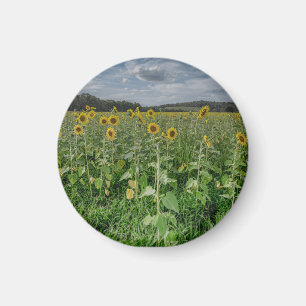 Aimant "Champ de Tournesols"