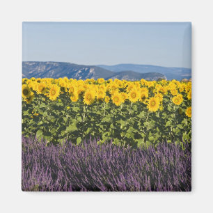 Aimant Champ de tournesols et fleurs de lavande,