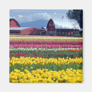 Aimant Champ de tulipes