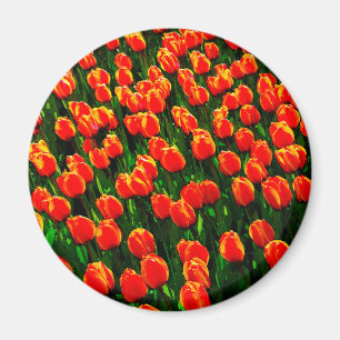 Aimant Champ de Tulipes Orange Lumineuses - Aquarelle