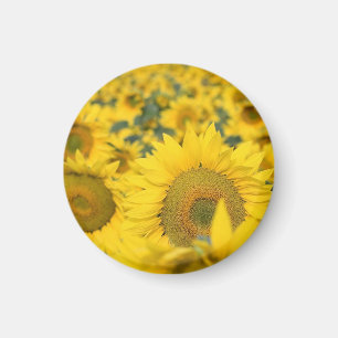 Aimant Champ jaune de tournesols photo