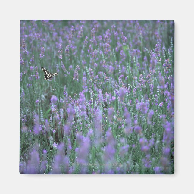 Aimant Champ Lavender (Devant)
