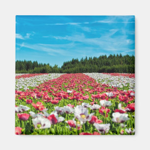 Aimant Champ rouge et blanc