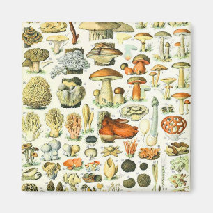 Aimant Champignon Adolphe Millot