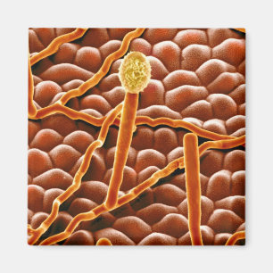 Aimant Champignon de rouille pulvérulente sur la