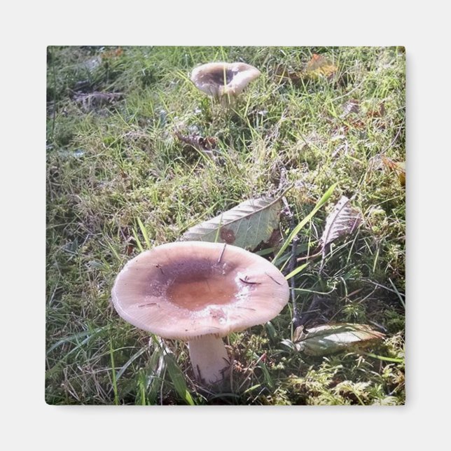 Aimant Champignon Russula du Nord-Ouest du Pacifique (Devant)