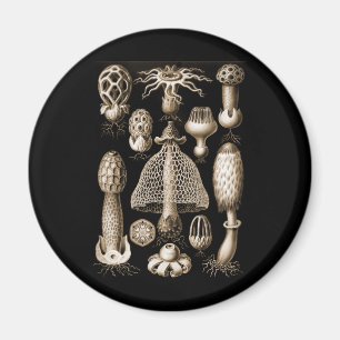 Aimant Champignons
