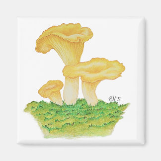 Aimant Champignons Chanterelle dessinés à la main