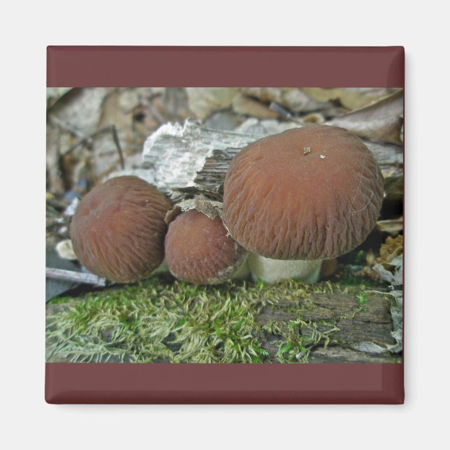 Aimant Champignons des bois Coordonner les éléments (Devant)