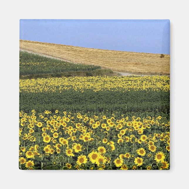 Aimant Champs de tournesol, Toscane, Italie (Devant)