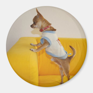 Aimant Charlie Chihuahua