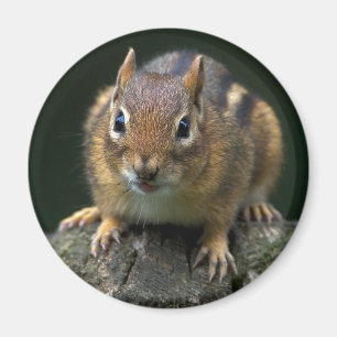 Aimant Charpentier l'aimant de tamia