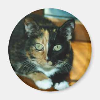 Aimant Chat à deux faces
