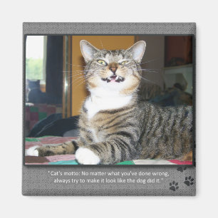 Aimant Chat accuse le chien