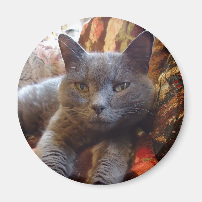 Aimant Chat bleu russe (Devant)