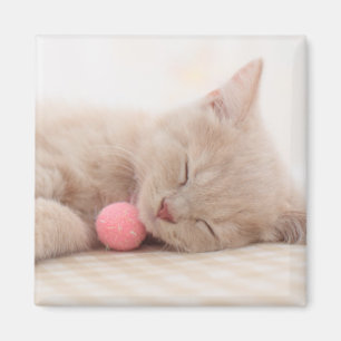 Aimant Chat britannique de Shorthair