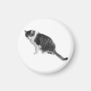 Aimant Chat Calme Invite La Paix Dans Les Espaces 
