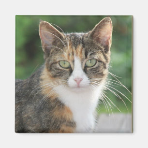 Aimant Chat cool