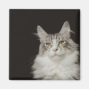 Aimant Chat de ragondin adulte du Maine