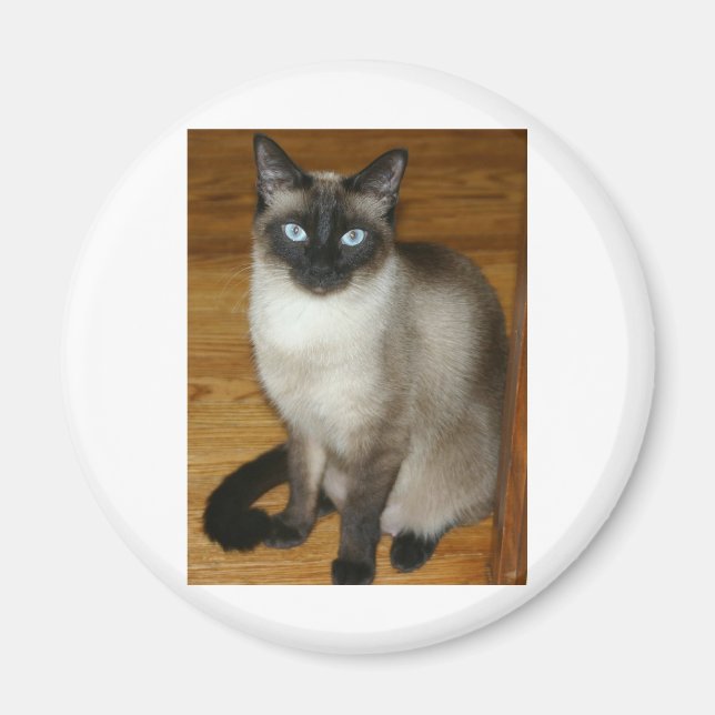 Aimant Chat de Siamese (Devant)