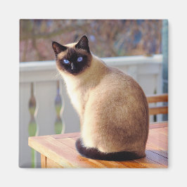 Aimant Chat de Siamese