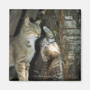 Aimant Chat et chaton par l'arbre