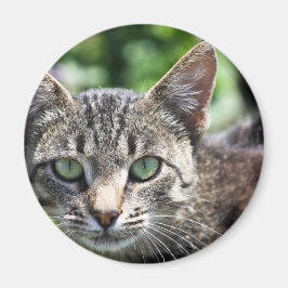 Aimant Chat Gris avec yeux verts