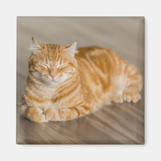 Aimant Chat Kitty Cute Orange