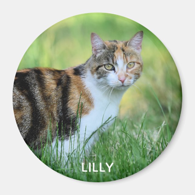 Aimant Chat marron et blanc (Devant)