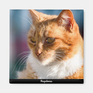 Aimant Chat Maspalomas