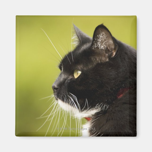 Aimant Chat noir (Devant)