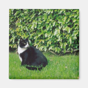 Aimant Chat noir et blanc