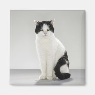 Aimant Chat noir et blanc avec les yeux verts rougeoyants