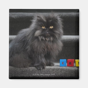 Aimant Chat noir se reposant sur des escaliers par les