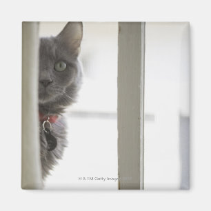 Aimant Chat par la fenêtre