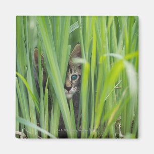 Aimant Chat se cachant dans l'herbe