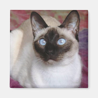 AIMANT CHAT SIAMESE