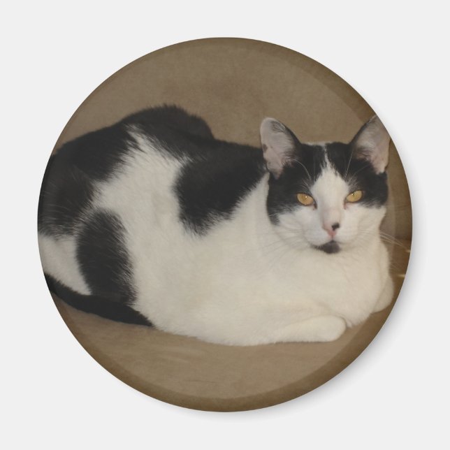 Aimant Chat Sur Un Canapé (Devant)