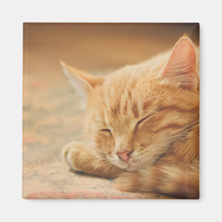 Aimant Chat Tabby Orange Dormant