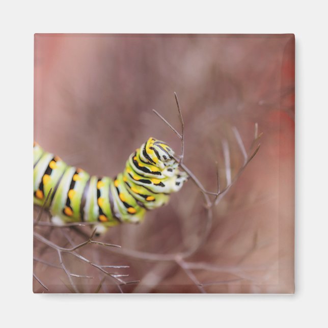 Aimant Chaterpillar très affamé (Devant)