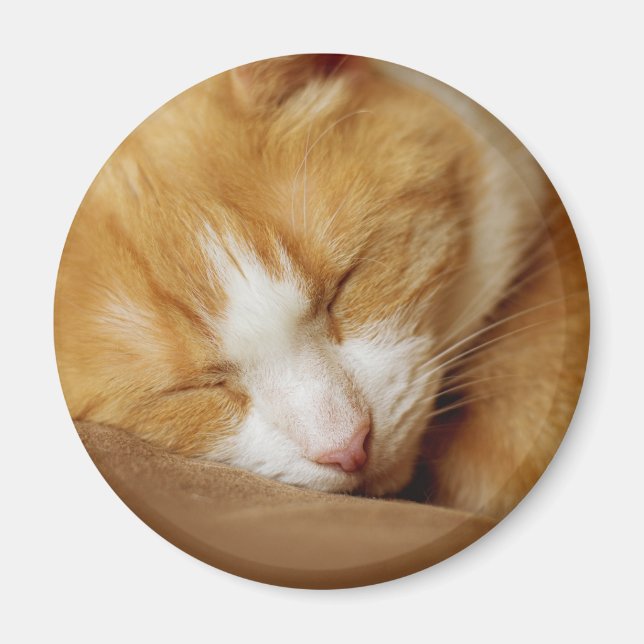 Aimant Chaton couchant (Devant)