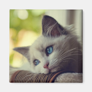 Aimant Chaton de Ragdoll
