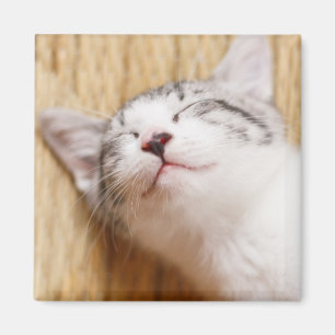 Aimant Chaton de sommeil
