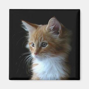 Aimant chaton Maine Cute Coon