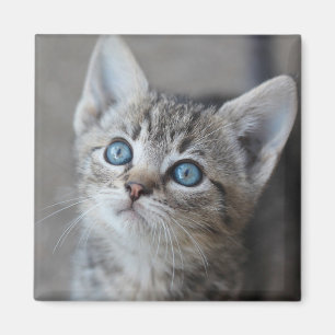 Aimant Chaton mignon dans le jardin