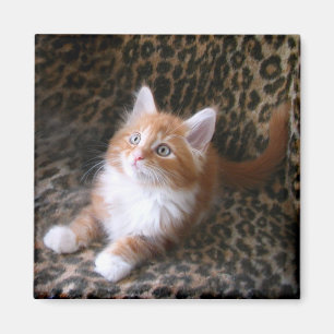 Aimant Chaton mignon sur l'aimant de carré d'empreinte d