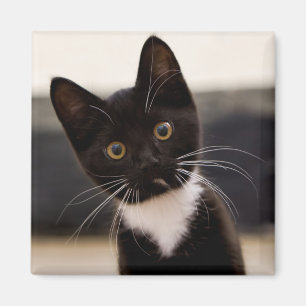 Aimant Chaton noir et blanc mignon de smoking