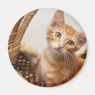 Aimant Chaton tigré orange