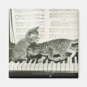 Aimant Chatons Jouer au piano